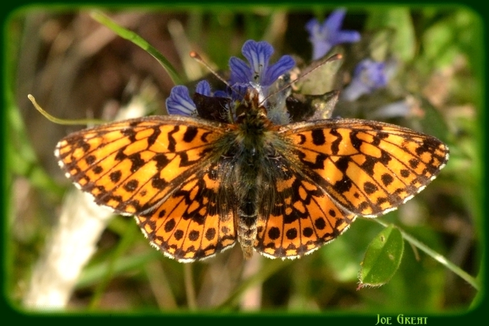 Boloria dia - kis gyöngyházlepke
