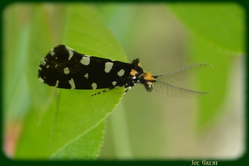Euplocamus anthracinalis - fésűscsápú korhadékmoly