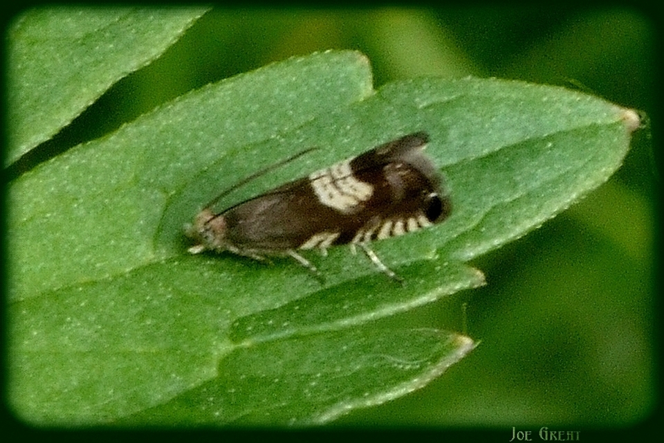 Grapholita