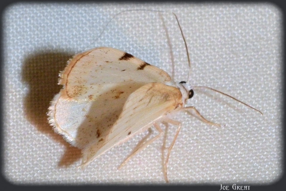 Lomographa bimaculata - kétpontos fehéraraszoló
