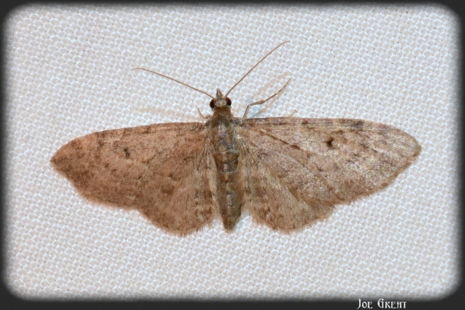 Eupithecia