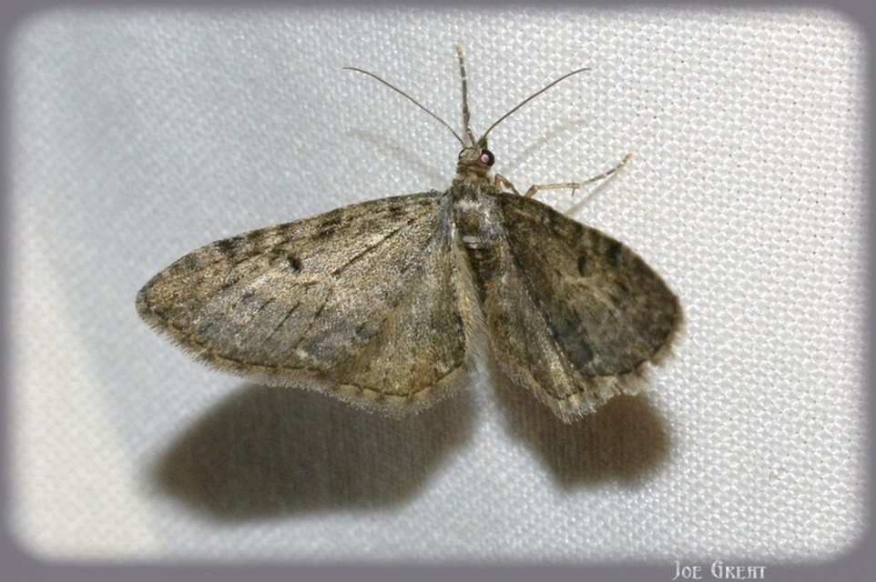 Eupithecia