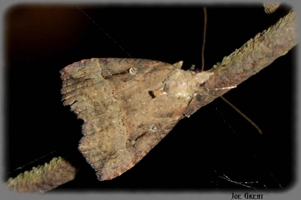 Hypena rostralis - közönséges karcsúbagoly