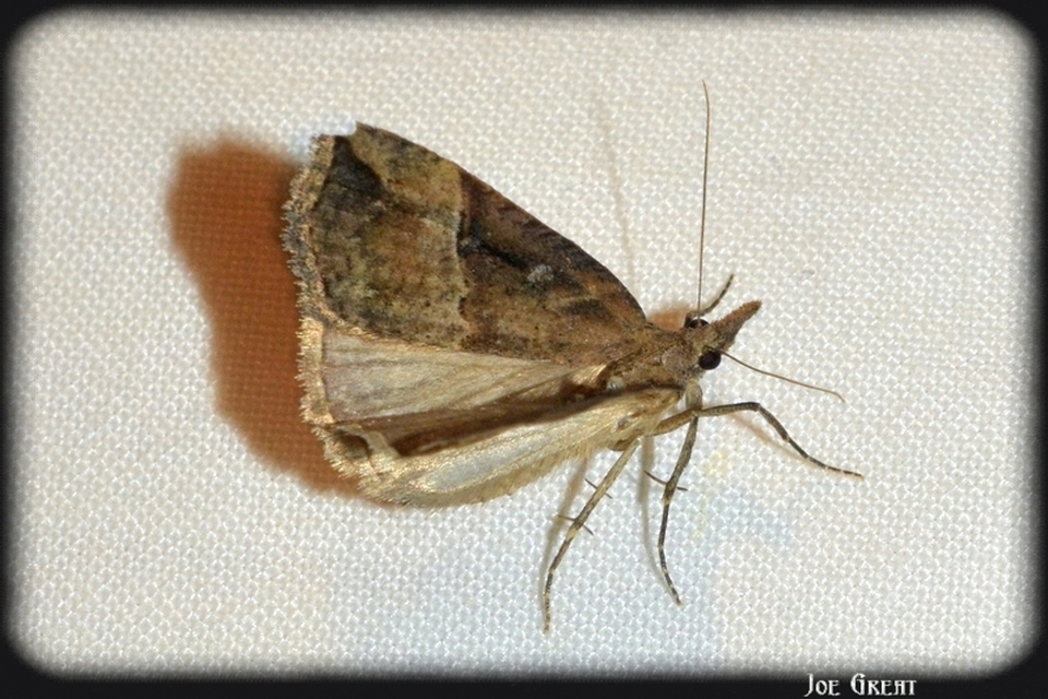 Hypena rostralis - közönséges karcsúbagoly