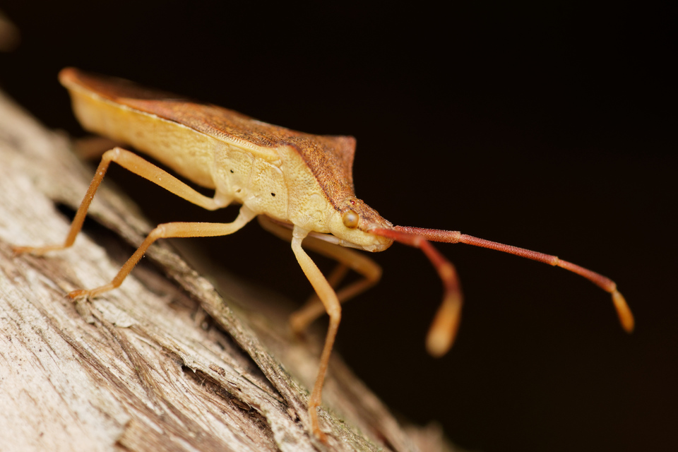 Gonocerus acuteangulatus - aranypetés karimáspoloska