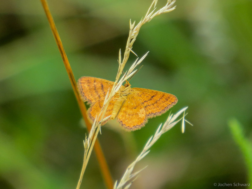 Idaea serpentata - kis sávosaraszoló