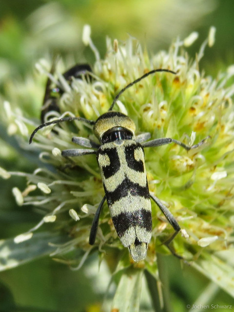 Chlorophorus varius - díszes darázscincér