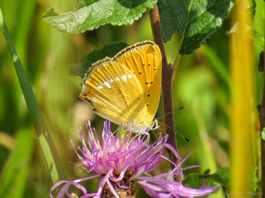 Lycaena virgaureae - arany-tűzlepke
