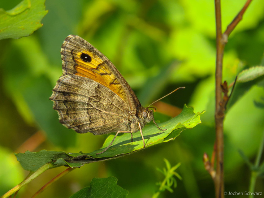 Arethusana arethusa - közönséges szemeslepke