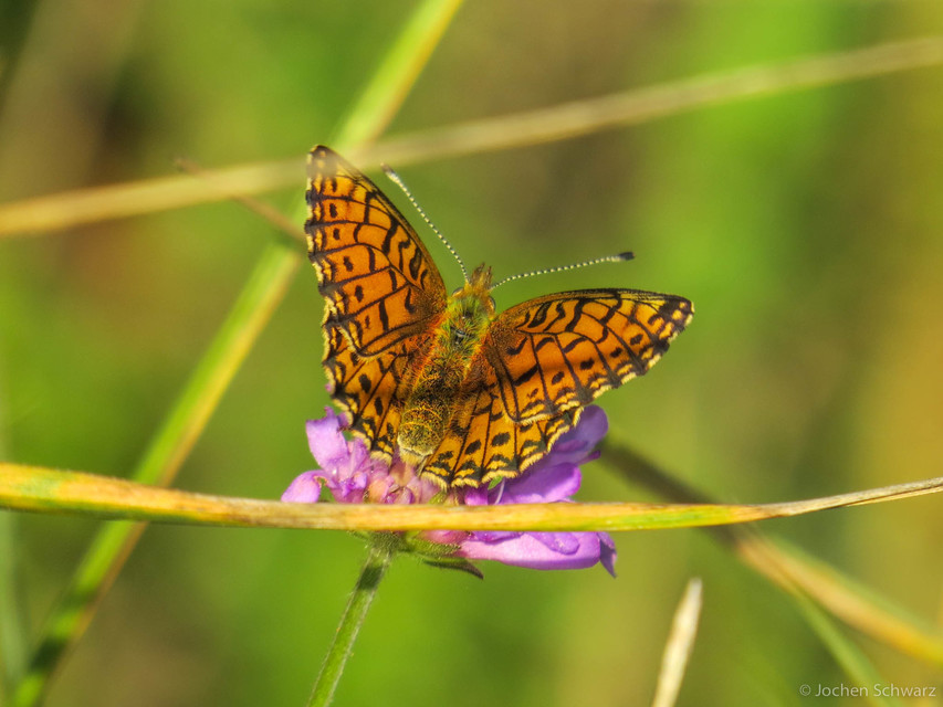 Boloria selene - fakó gyöngyházlepke