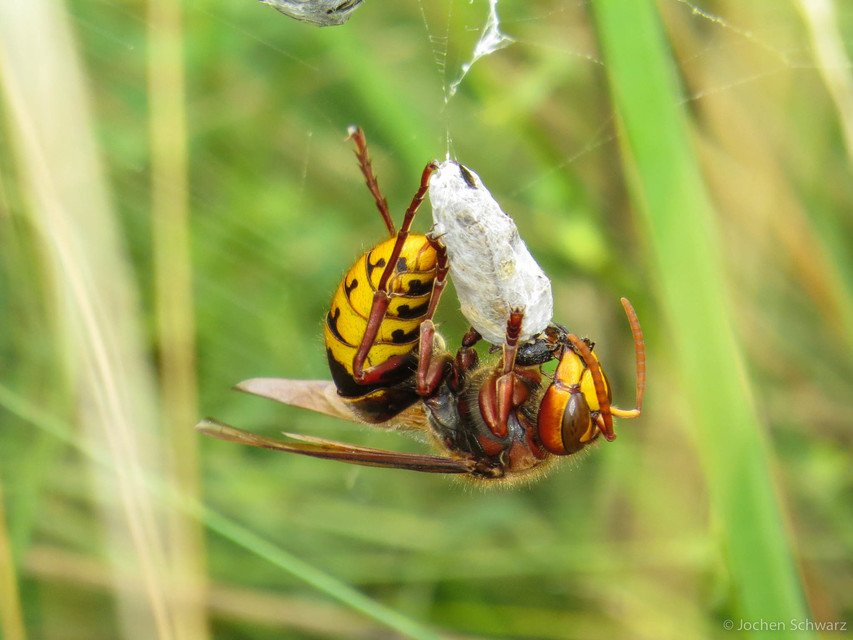 Vespa crabro - lódarázs