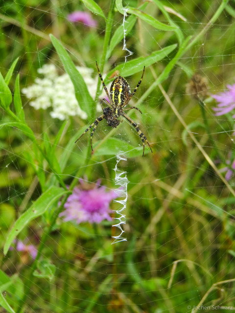 Argiope bruennichi - darázspók