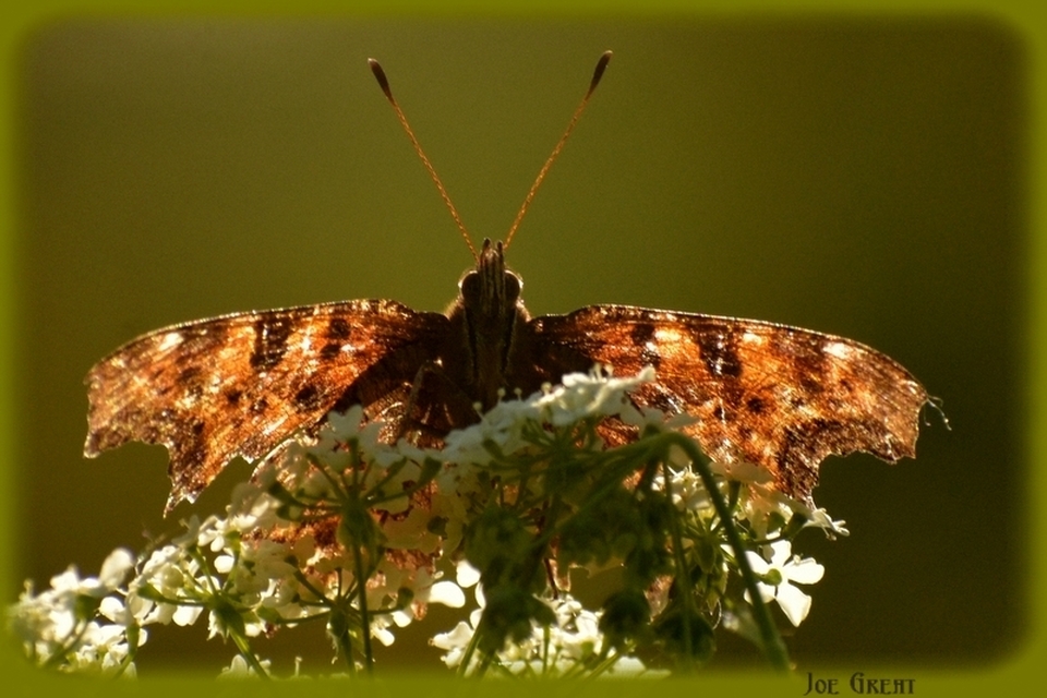 Nymphalis c-album - C-betűs lepke