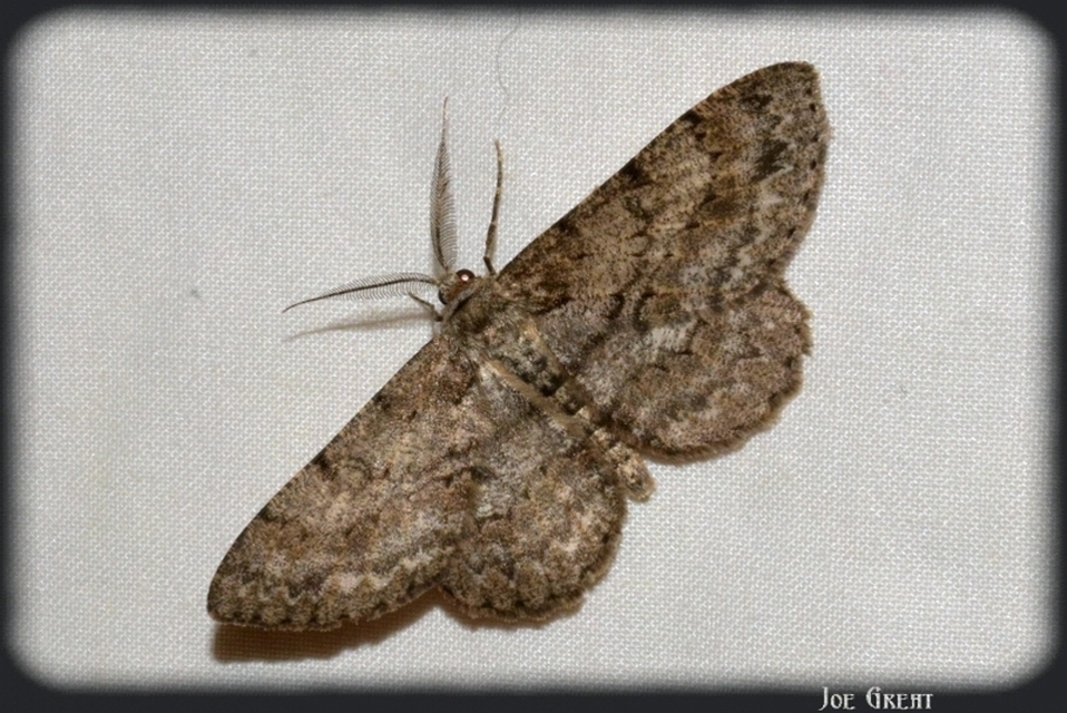 Hypomecis punctinalis - pettyes faaraszoló