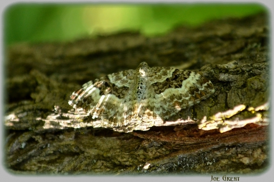 Epirrhoe alternata - galaj-tarkaaraszoló