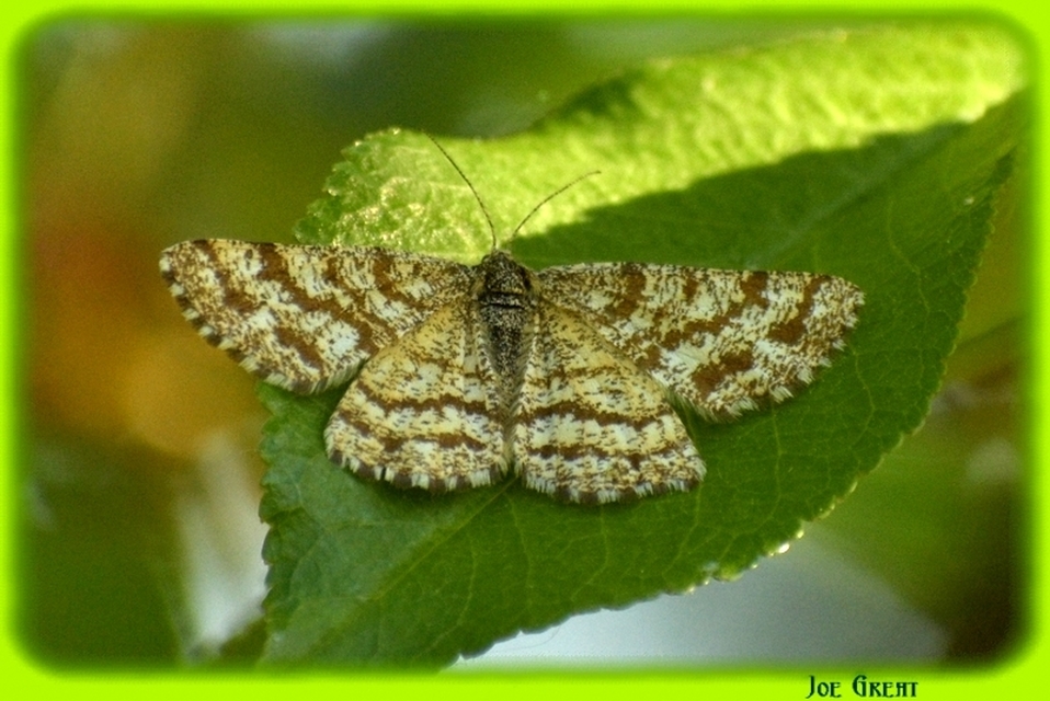 Ematurga atomaria - barna rétiaraszoló