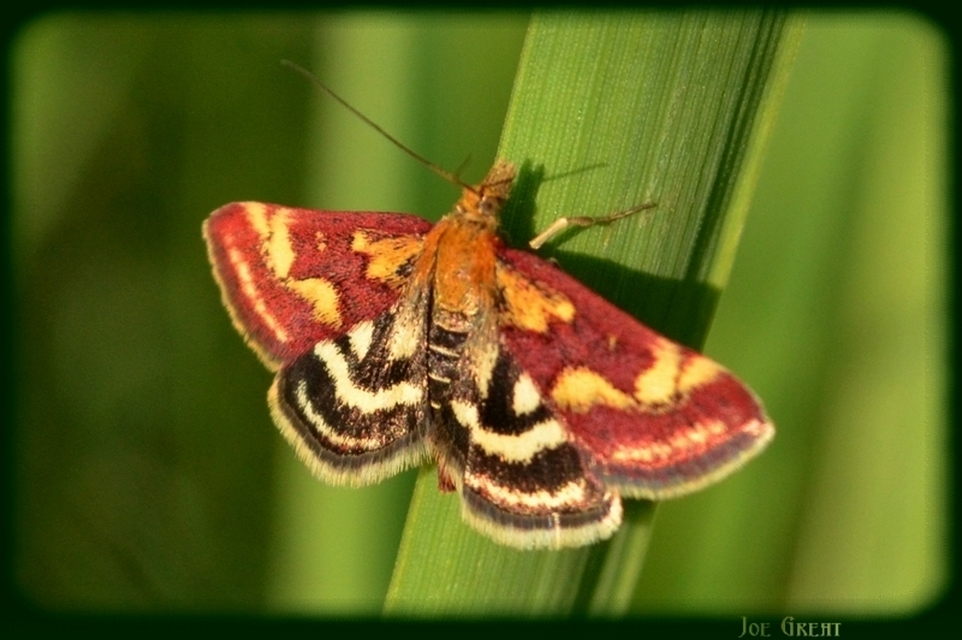 Pyrausta purpuralis - közönséges bíbormoly