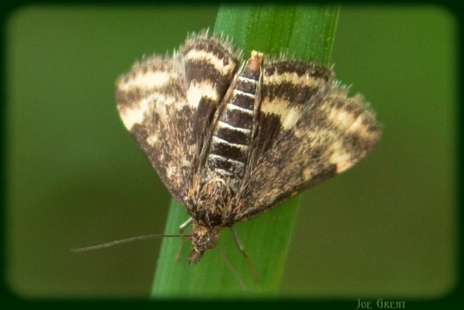 Pyrausta despicata - réti bíbormoly