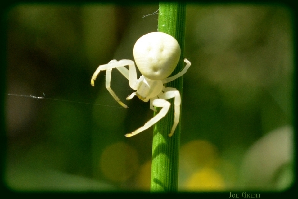 Araneae - Pókok
