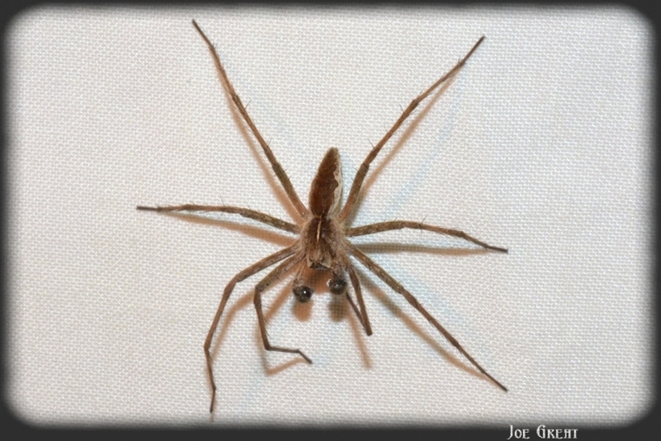 Araneae - Pókok