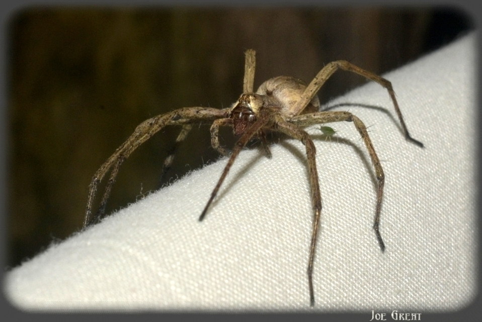 Araneae - Pókok