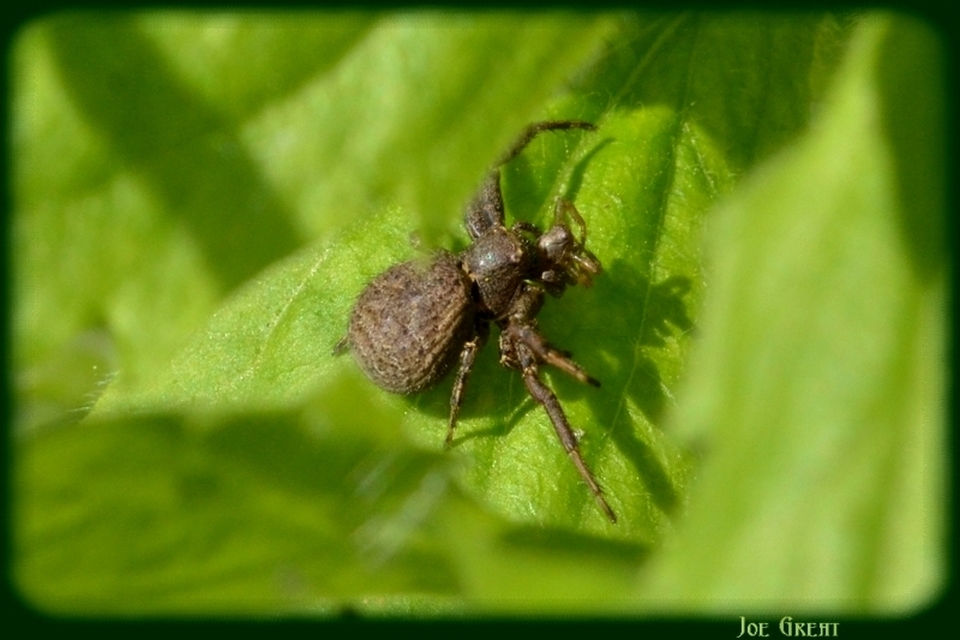 Araneae - Pókok