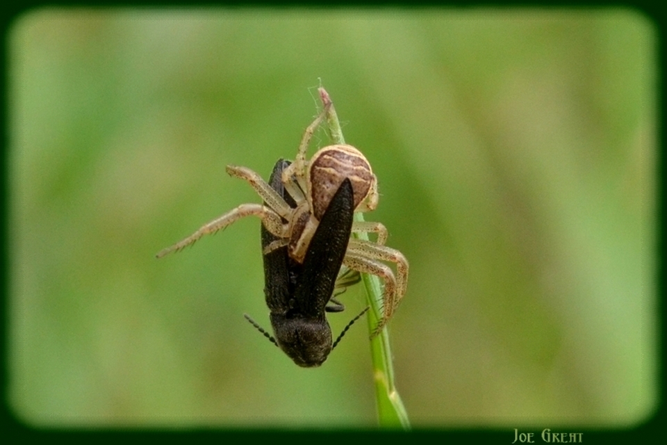 Araneae - Pókok