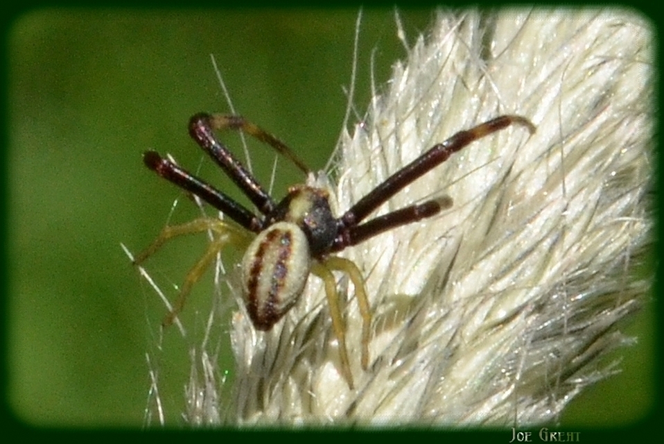 Araneae - Pókok