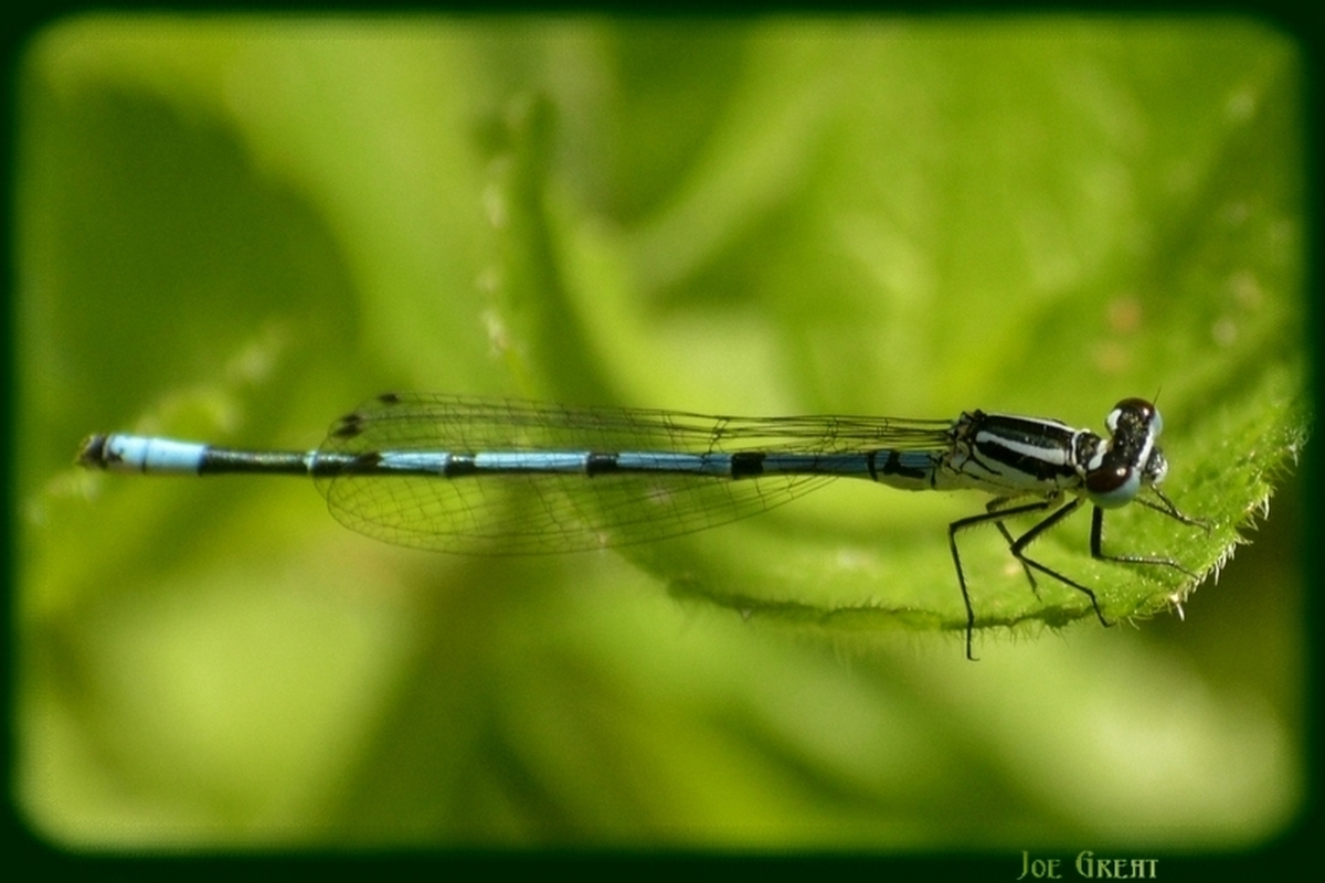Coenagrion puella - azúrkék légivadász