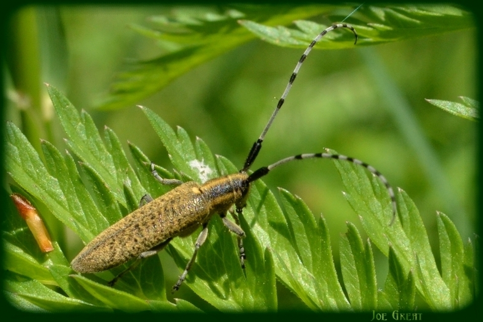 Agapanthia villosoviridescens - fehérgyűrűs bogáncscincér