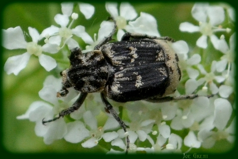 Valgus hemipterus - suta virágbogár