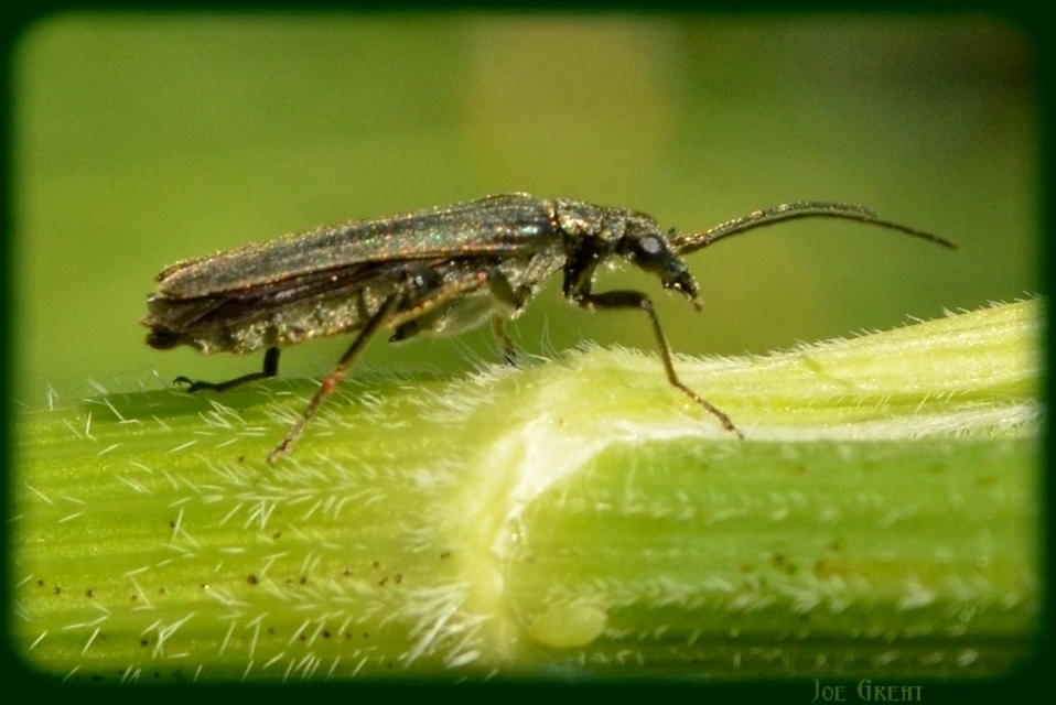 Oedemera