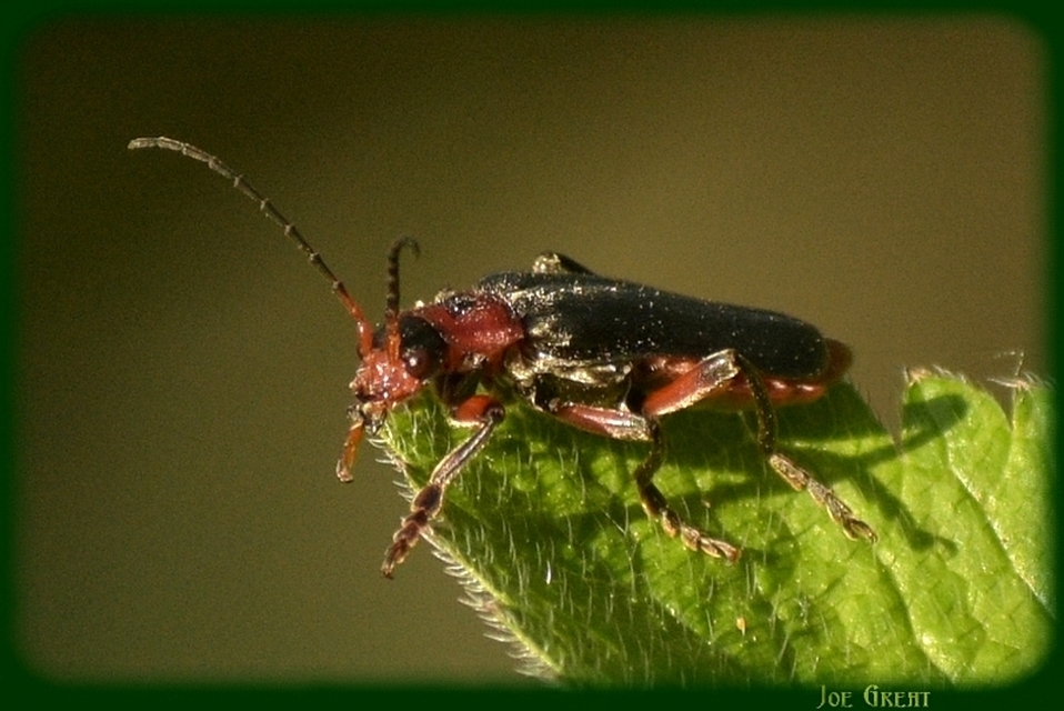 Cantharis rustica - suszterbogár