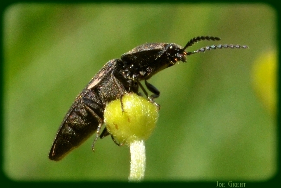 Elateridae - pattanóbogárfélék