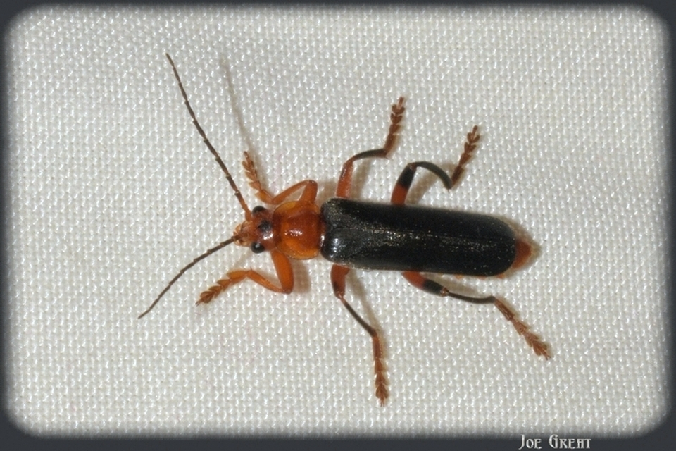 Cantharis livida - mezei lágybogár