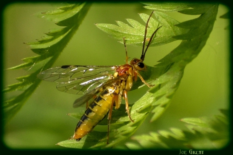 Tenthredopsis nassata - élénkbarna övesdarázs
