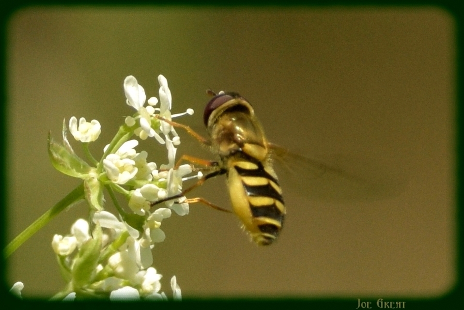 Syrphidae - zengőlegyek
