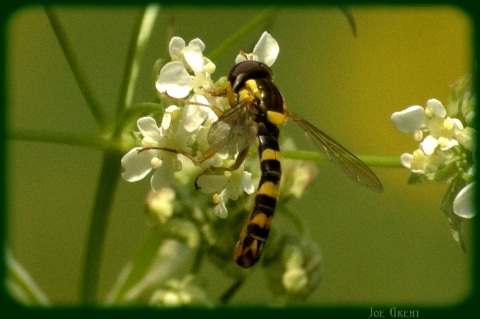 Sphaerophoria