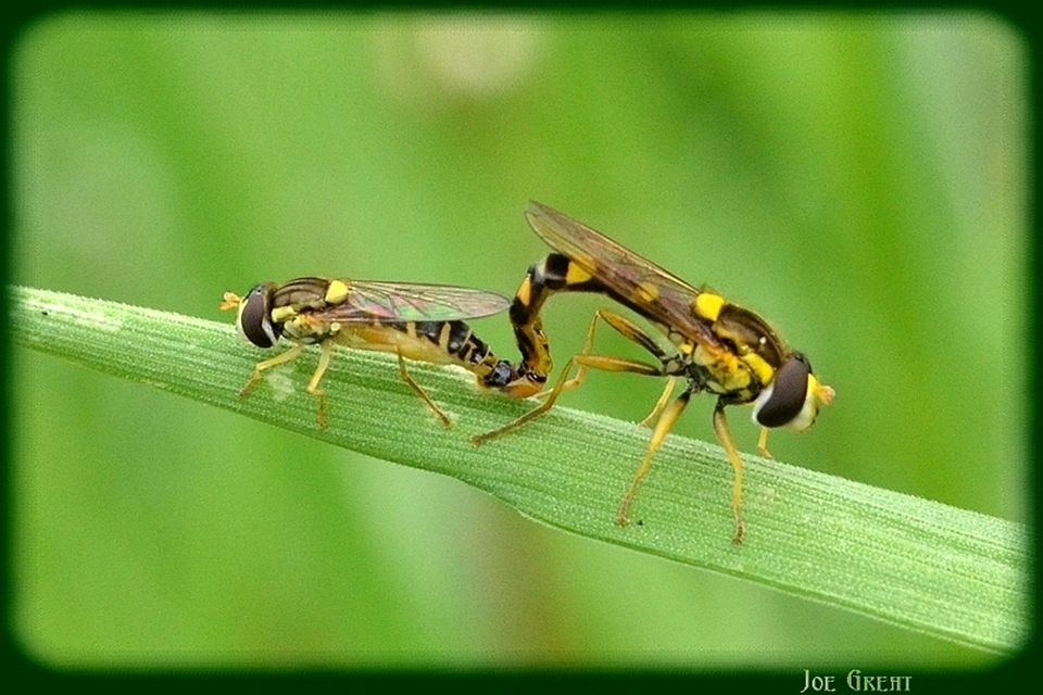 Sphaerophoria
