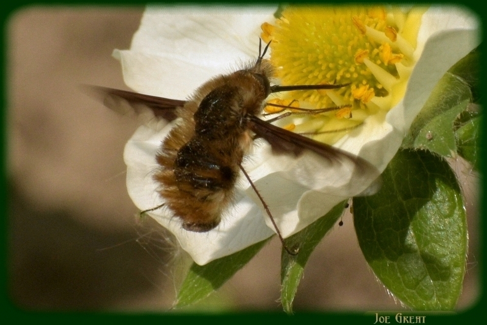 Bombylius