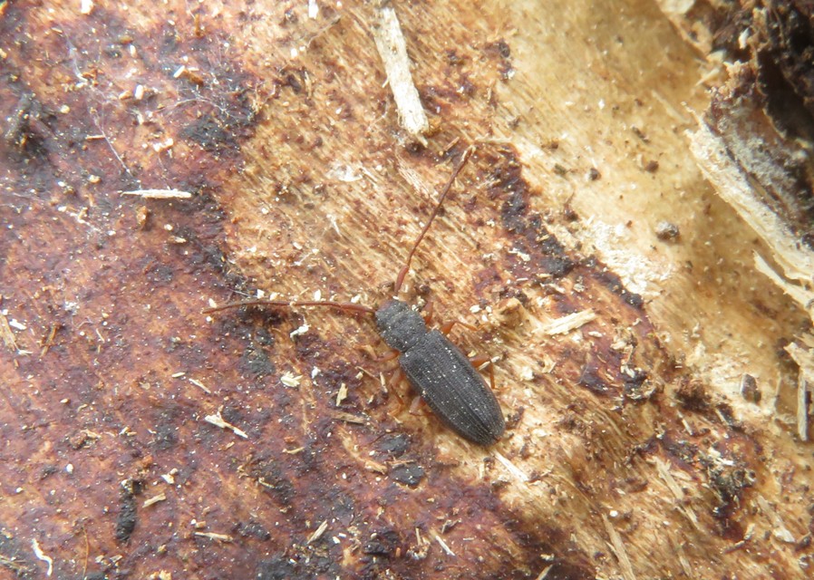 Uleiota planatus - hosszúcsápú fogasnyakú-lapbogár