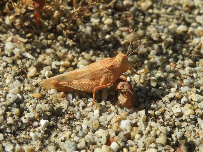 Oedipoda caerulescens - kékszárnyú sáska
