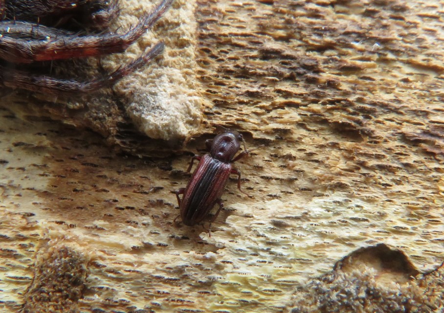 Bothrideres bipunctatus - szívnyakú humuszbogár