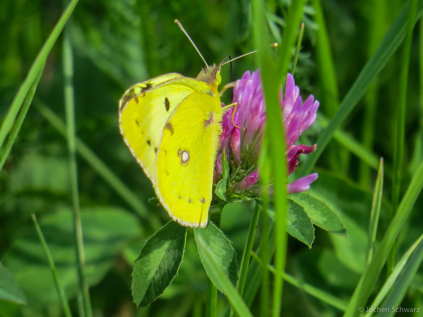 Colias erate - csángó-kéneslepke
