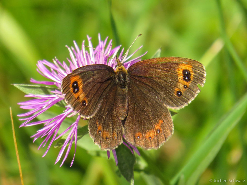 Erebia aethiops - közönséges szerecsenlepke