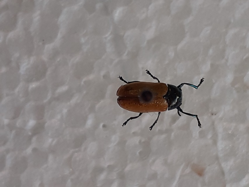 Labidostomis