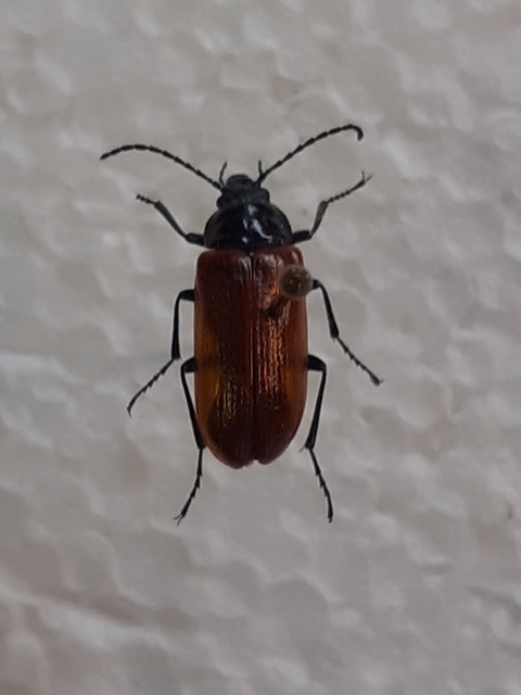 Omophlus proteus - közönséges pejbogár Omophlus proteus - közönséges pejbogár