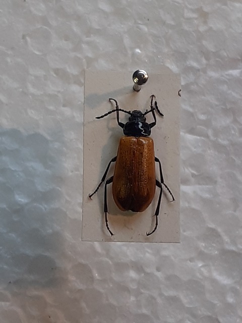 Omophlus proteus - közönséges pejbogár Omophlus proteus - közönséges pejbogár