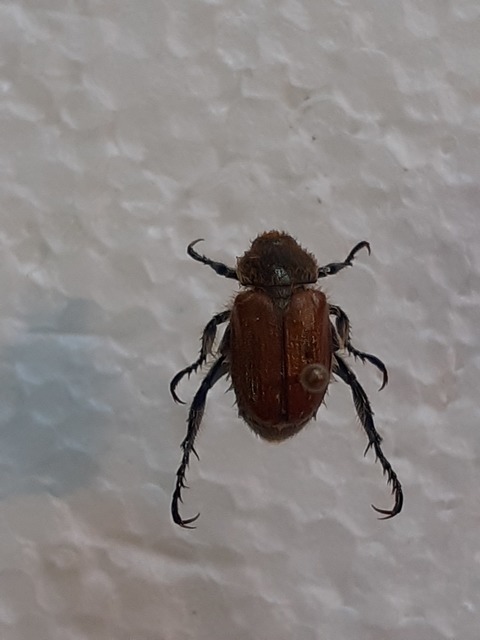 Chaetopteroplia segetum - rozsszipoly