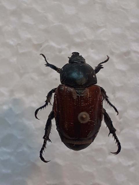 Anisoplia lata - széles szipoly Anisoplia lata - széles szipoly